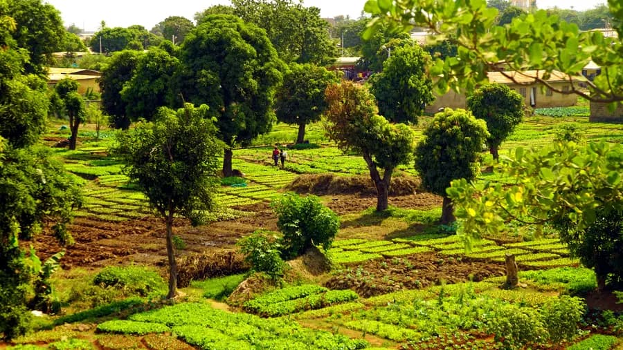 Illustration — paysage agricole verdoyant à Tenkodogo, Burkina Faso