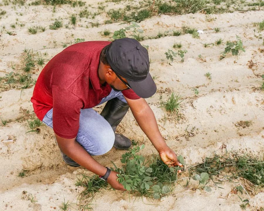 Illustration — agriculteur examinant des plants dans un champ