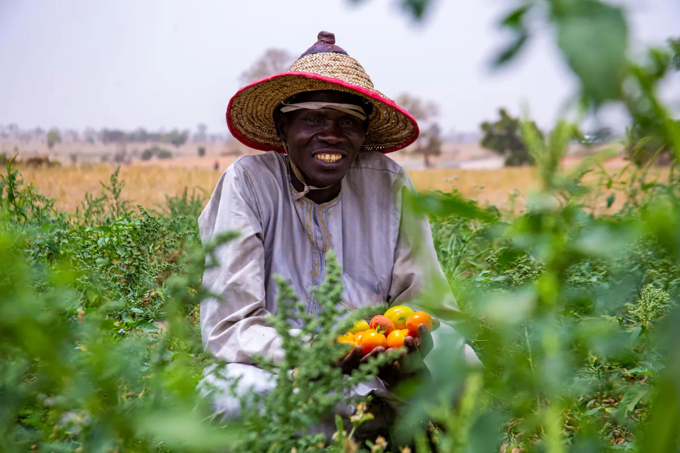 Illustration — agriculteur présentant une récolte de tomates fraîches